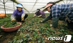 취나물 풍년에 웃음꽃 활짝