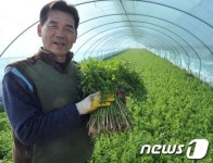 울산 울주 선바위미나리 겨울 잠 깨고 손님맞이