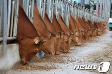 의령군, 의령칡한우 명품화사업 본격 단계 돌입