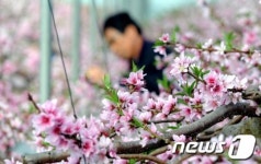 복사꽃 향기
