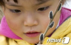 처음보는 버들강아지