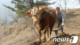 이랴 이랴