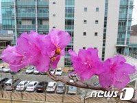 진달래 향기 가득한 포항시청