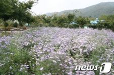 단양군 적성면 단양쑥부쟁이 축제연다