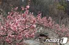 [화보] 포항 화재 잿더미 속에 핀 봄꽃