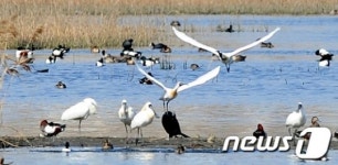 인천 남동유수지에 돌아온 멸종위기종 저어새