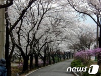 대구시, 도심 봄내음길 33곳 추천