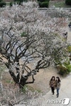 순매원, 매화축제 준비 끝