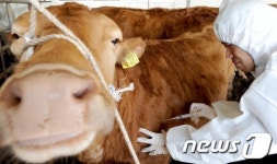 춘계 가축전염병 예방접종