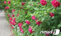 [단신] 대전 서구 한가람~한마루 구간에 장미꽃 테마거리 조성