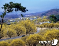 양평, 봄의 향연을 맘껏 즐길 수 있는 곳
