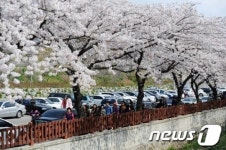 여좌천로 상춘객 행렬