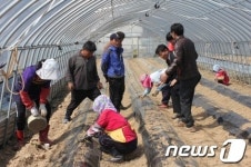 전남 진도군, 홍주 원료 지초 안정생산 박차