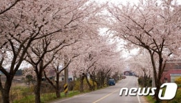 사천 150리 서포 벚꽃 길 ‘만개’