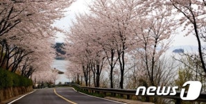 해안도로와 어우러진 벚꽃길