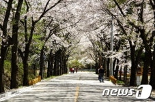 진안마이산 벚꽃 만개…아름다운 꽃세상