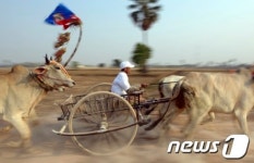 [사진] 캄보디아 수레 끄는 소들, 빨라서 소가 넘어갈 지경
