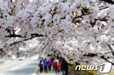 청주 무심천 벚꽃 활짝