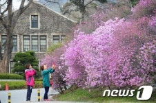진달래 풍경