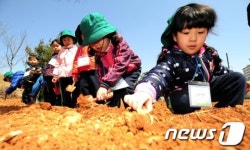 [단신] 텃밭에서 감자 심는 유치원 아이들