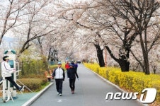 중랑천 벚꽃길