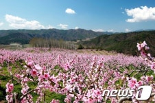 [화보]복사꽃 잔치 열린 영덕으로 오세요