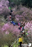 부천 도당산 진달래 축제 한창