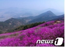 창원 고향의 봄 축제 21일까지 열려