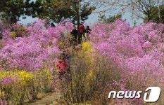 [단신]부천시 “원미산 진달래 보러 오세요”