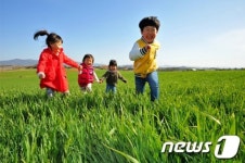 고창 청보리밭에서 뛰노는 아이들