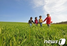 [화보]봄기운 완연한 전북 고창 청보리밭