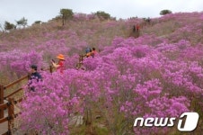 대구 비슬산 참꽃문화제, 5월1일 개막