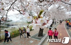 여의도 벚꽃 개화