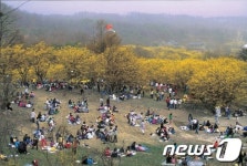 이천 백사산수유꽃축제 성황리에 끝나
