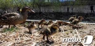 오리가족의 봄 나들이