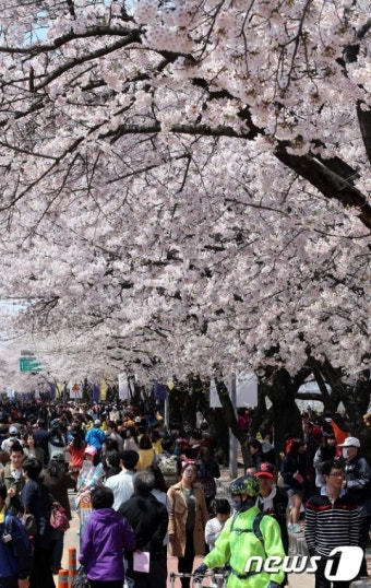 '여의도 봄꽃축제' 인산인해