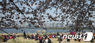 하늘 가득 만발한 윤중로 벚꽃