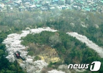 포근한 날씨, 만개한 벚꽃