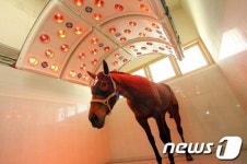 부상 경주마 스파·찜질방에서 재활한다