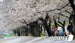 벚꽃 비 내리는 여의도