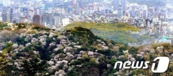 벚꽃으로 수놓은 도심