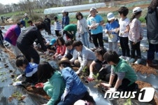 김포 금성초, 어린이 농부 평화 녹색체험활동 실시