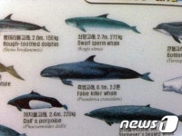 울산 고래바다여행선, 흑범고래 20여마리 조우