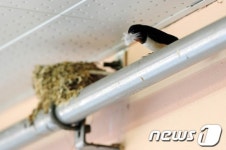 15년째 포항 두호시장 찾은 제비 가족