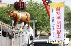 구제역 감염 소 살처분 훈련