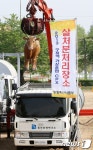 살처분되는 구제역 감염 소 모형