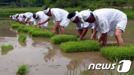 모내기하는 강릉 주민들