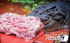 [사진] 110세 바다악어, 닭고기 케 특식