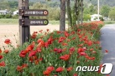 [풍경] 해남 고산유적지로 꽃 양귀비 보러오세요