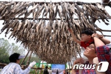 황태가 주렁주렁